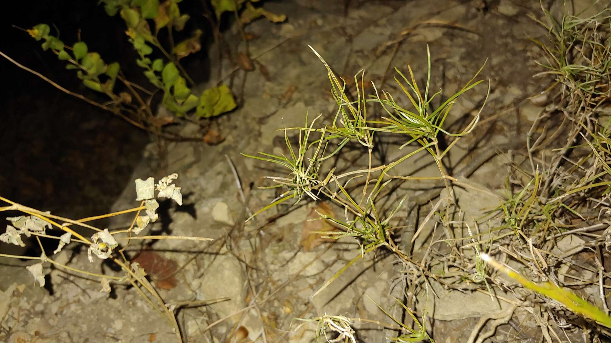 Imagem de Phlox bifida subsp. stellaria (A. Gray) Wherry