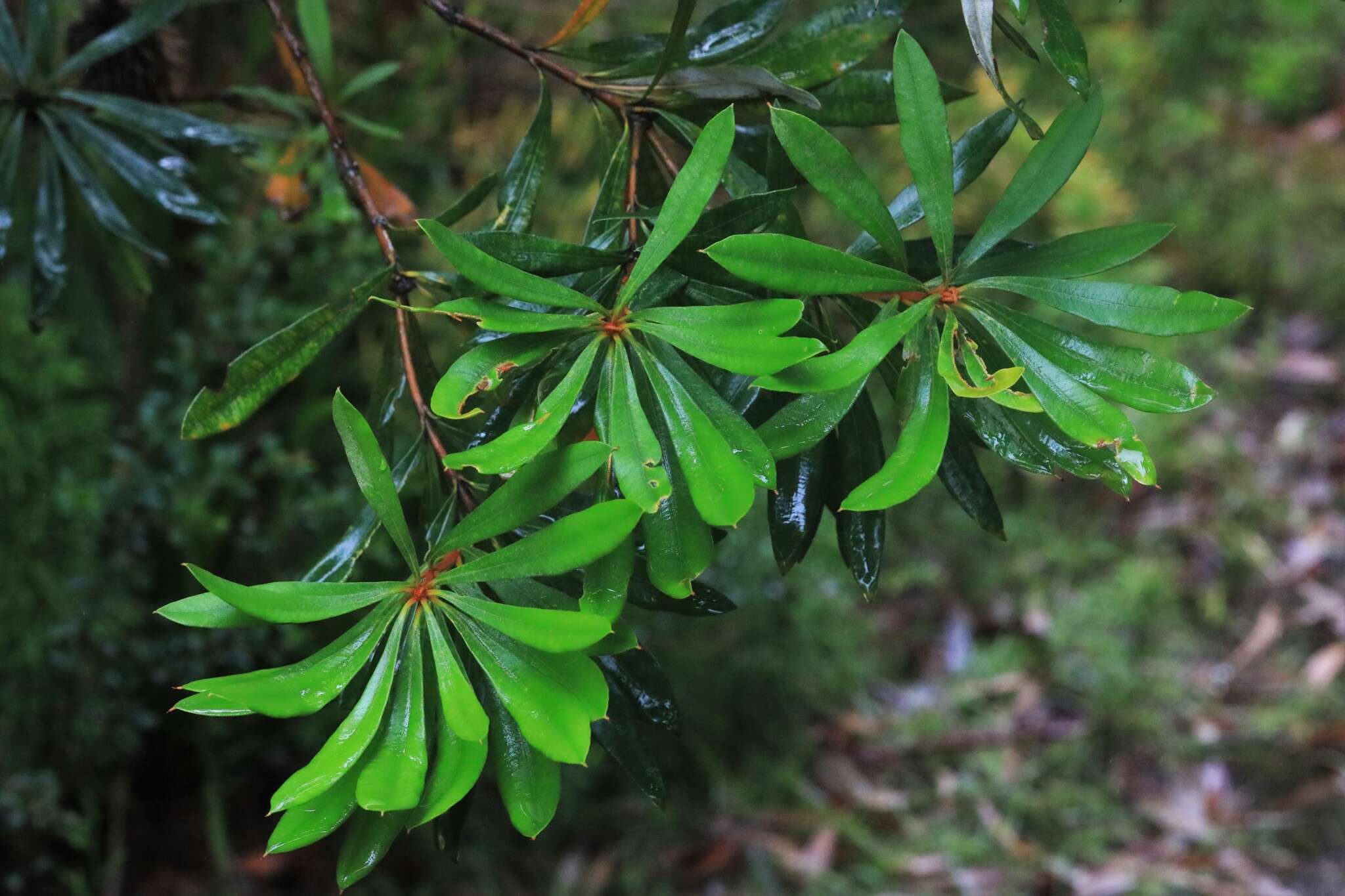 Image of Banksia integrifolia subsp. monticola K. R. Thiele