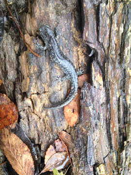 Image of Smallmouth Salamander