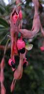 Image of Florida Keys blackbead