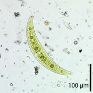 Image of Closterium moniliferum