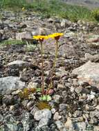 Image of Dwarf Arctic Groundsel