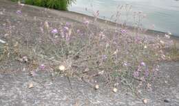 Слика од Centaurea borysthenica Gruner