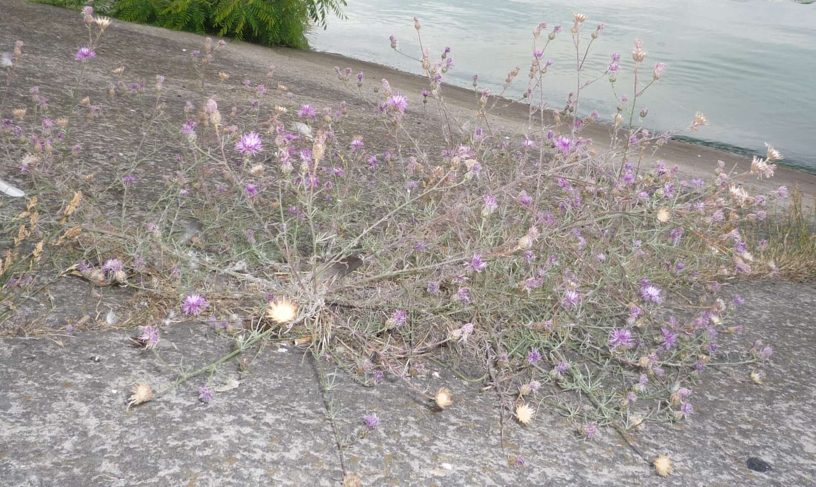 Plancia ëd Centaurea borysthenica Gruner