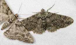 Image of Double-lined Gray Moth