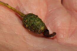 Image of Alder Tongue Gall