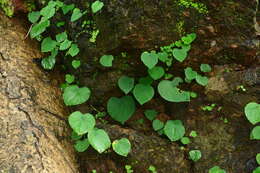 Image of Ariopsis peltata Nimmo