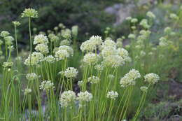 Image of Allium flavescens Besser