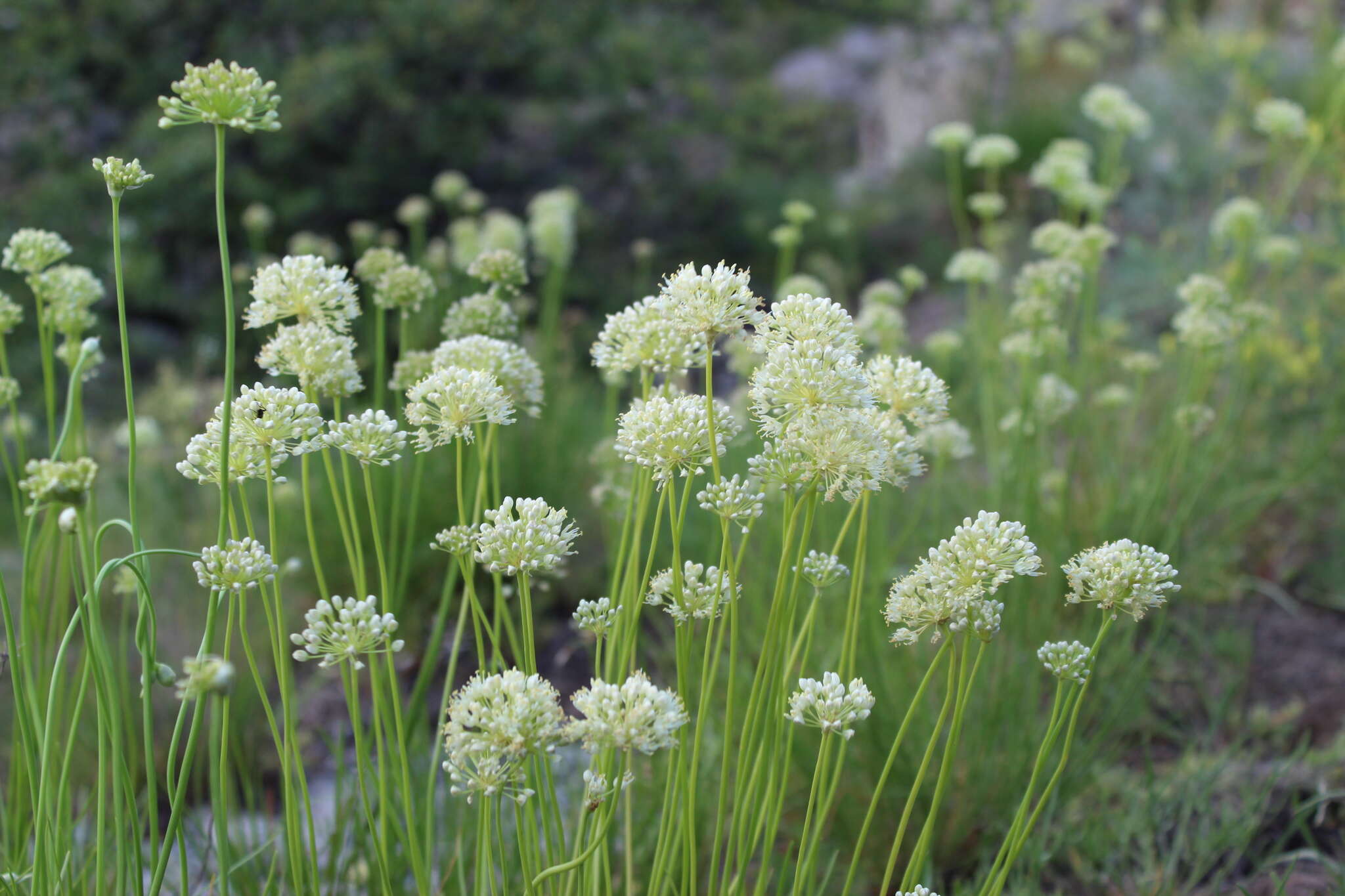 Image of Allium flavescens Besser