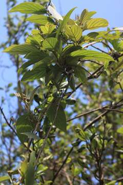 Argyreia elliptica (Roth) Choisy的圖片