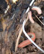 Image of Brachycybe rosea Murray 1877