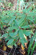 Imagem de Rhododendron diversipilosum (Nakai) H. Harmaja