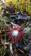 Image of Drosera petiolaris R. Br. ex DC.