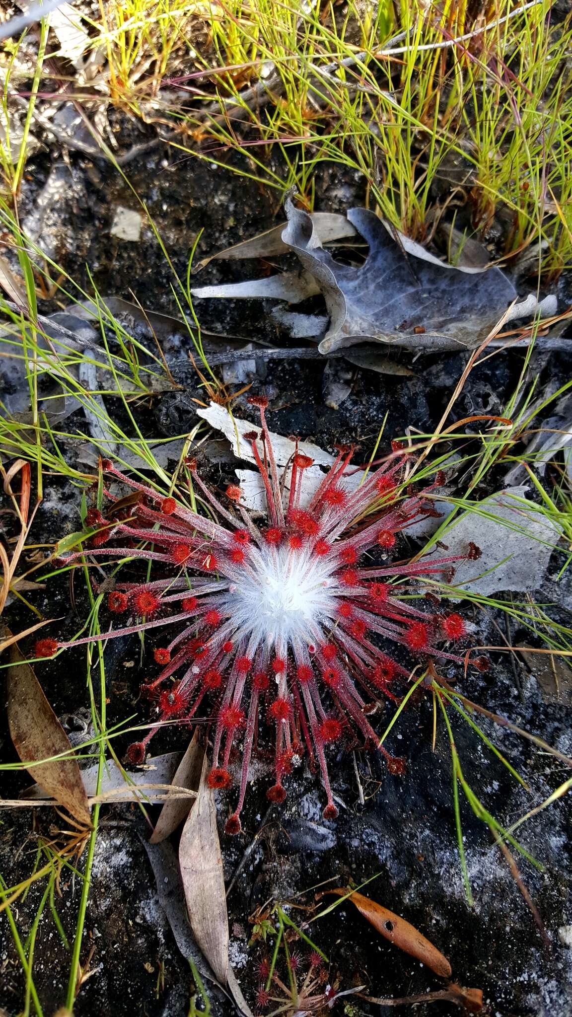 Image of Drosera petiolaris R. Br. ex DC.