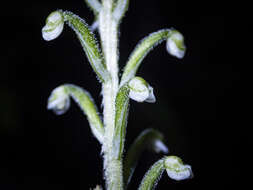Image of Gonatostylis vieillardii (Rchb. fil.) Schltr.