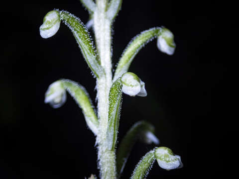 Image of Gonatostylis vieillardii (Rchb. fil.) Schltr.