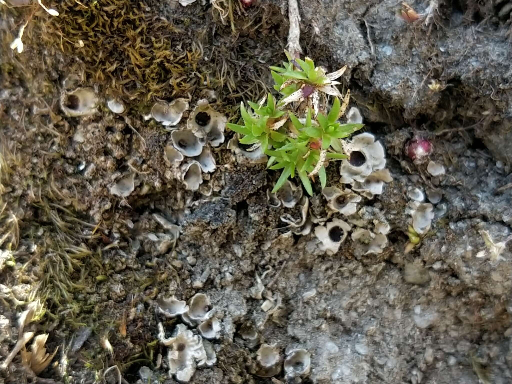 Image of chocolate chip lichen