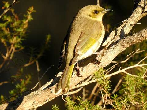 صورة Ptilotula fusca (Gould 1837)