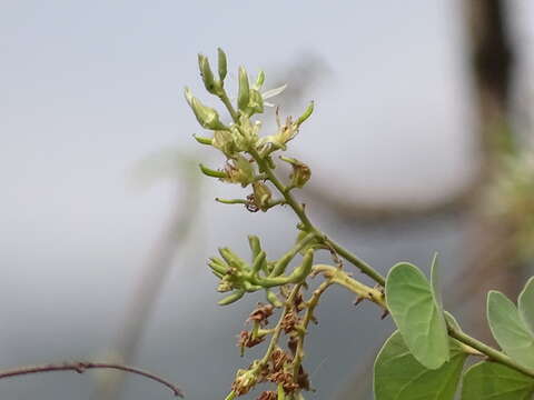 Image of Bauhinia racemosa Lam.