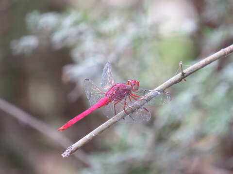 Image of Carmine Skimmer