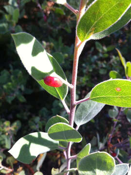 Image of Manzanita Leaf Gall Aphid