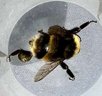 Слика од Bombus occidentalis occidentalis Greene 1858