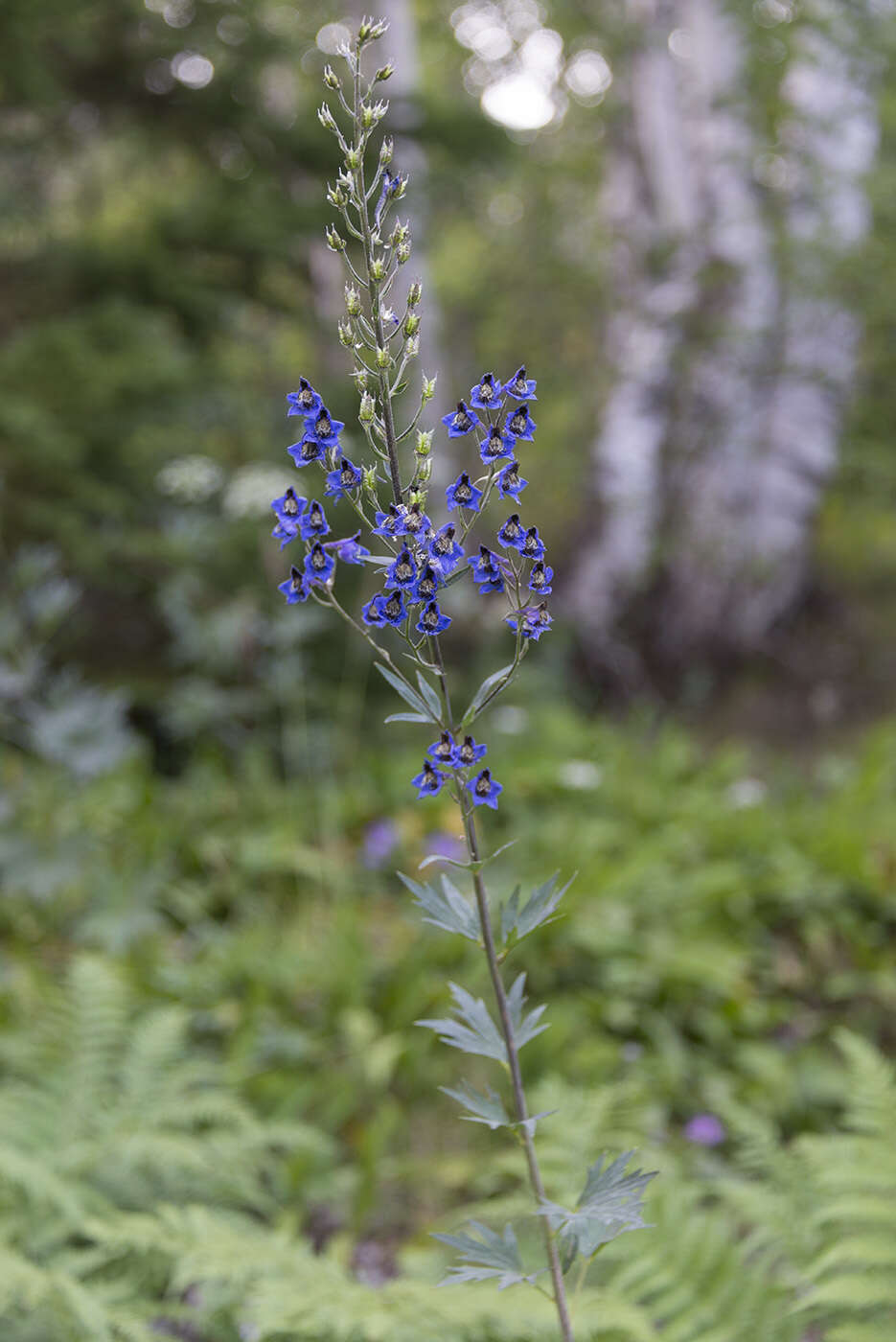 Delphinium cuneatum Stev. ex DC.的圖片