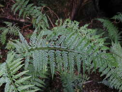 Image of Asplenium bulbiferum Forst.