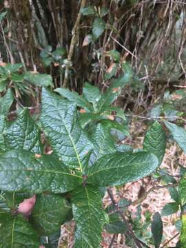 Image of Quercus costaricensis Liebm.