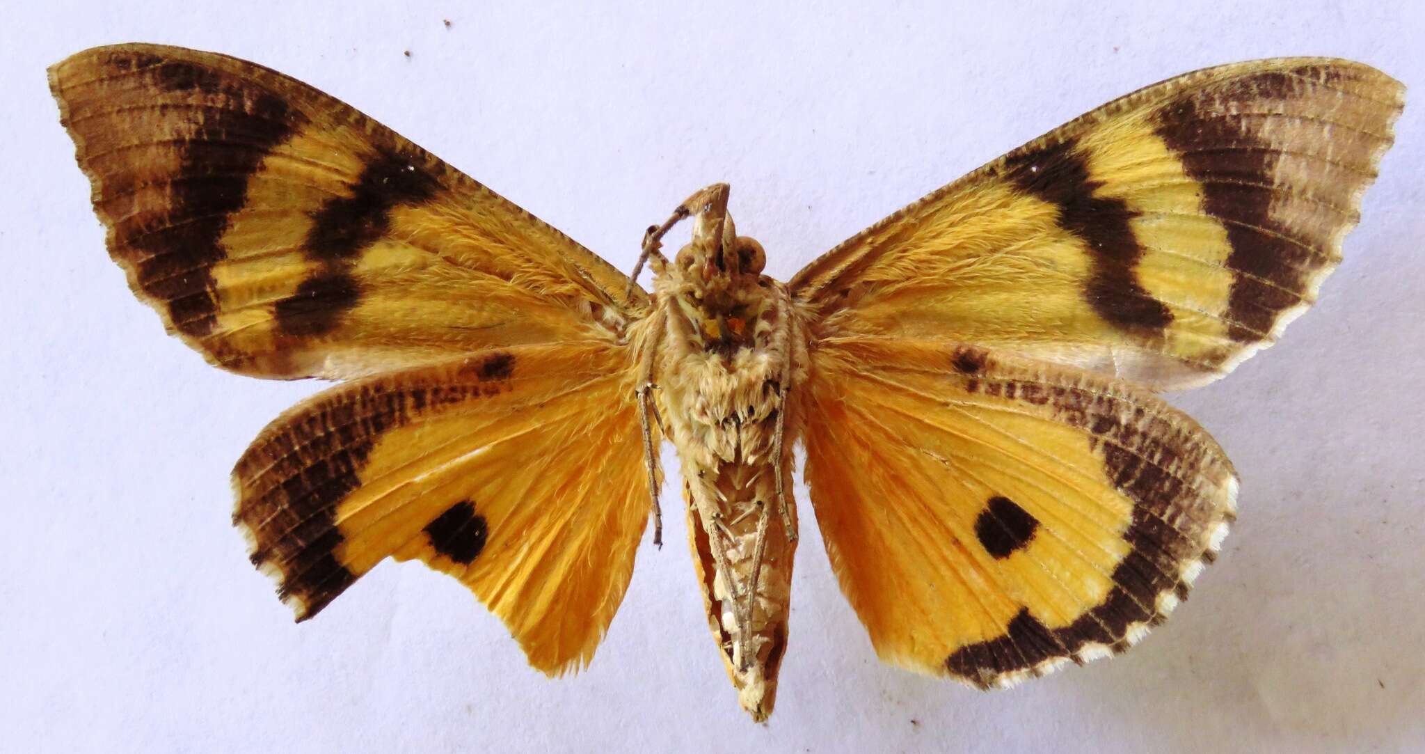 Image of Eudocima apta (Walker 1858)