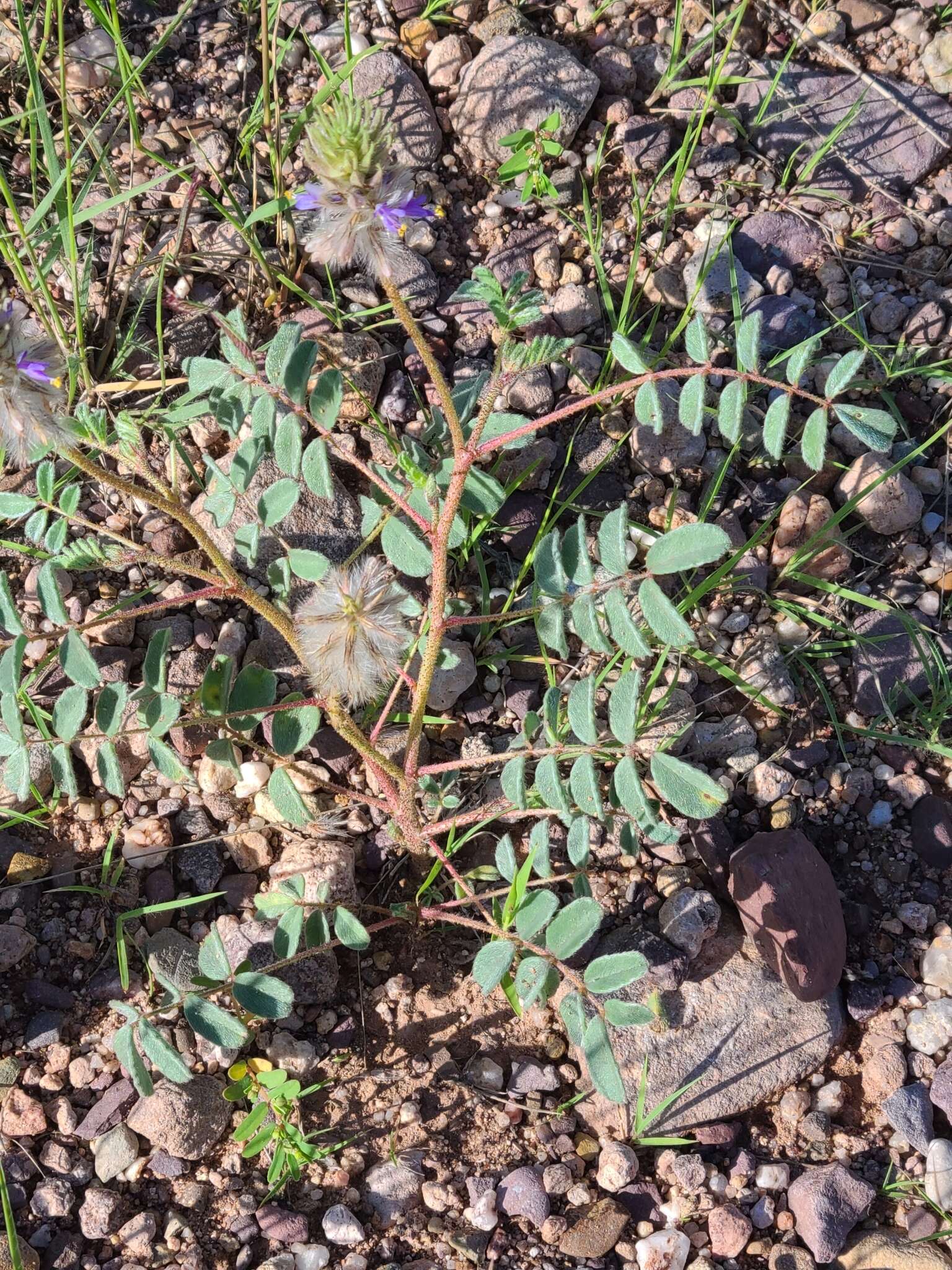 Image of glandleaf prairie clover