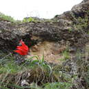 Image of Tulipa ingens Hoog