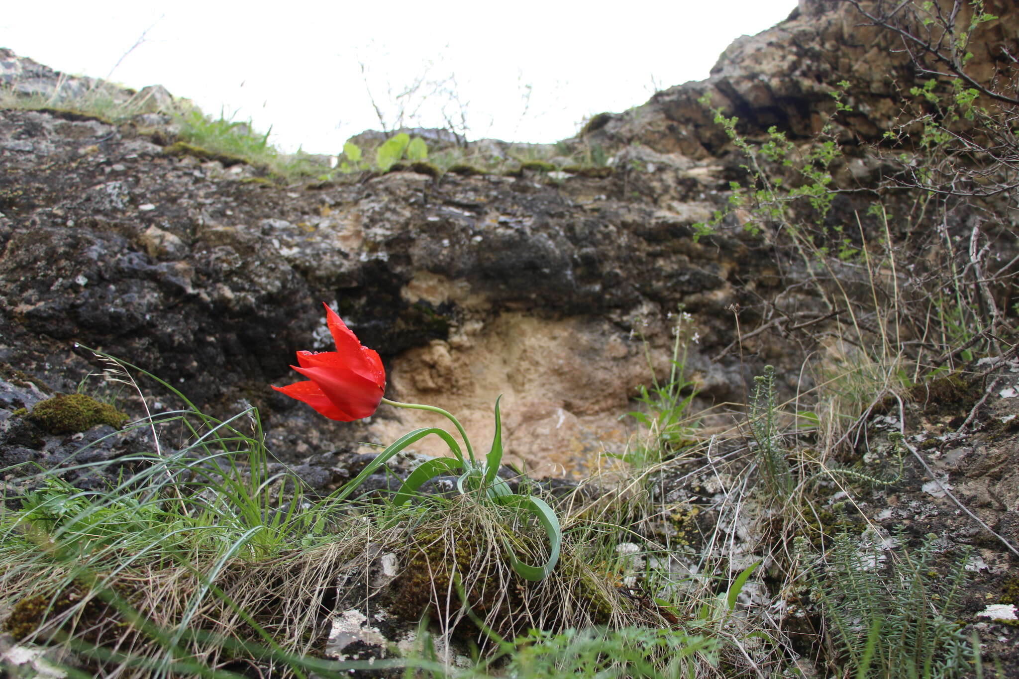 Image of Tulipa ingens Hoog