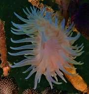 Image of jewel anemone