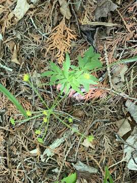 Image of Meadow Alexanders