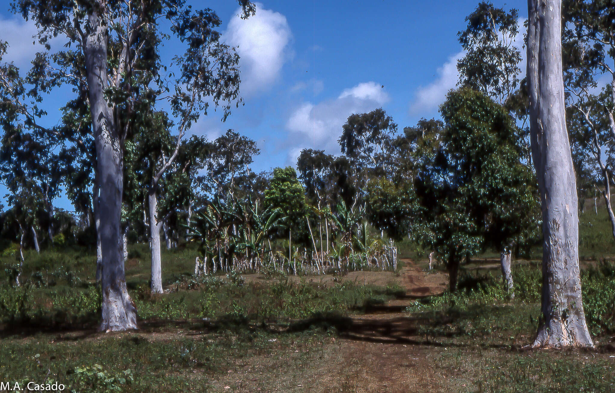 Image of white eucalyptus