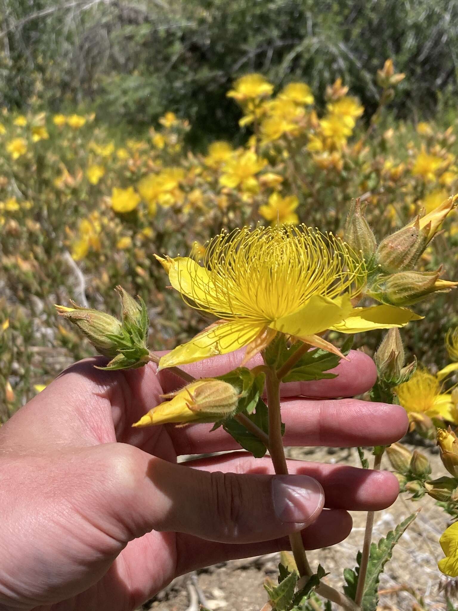 Image of Sierra blazingstar