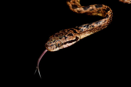 Image of Sri Lankan cat snake