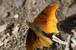 Слика од Polygonia haroldi Dewitz 1877