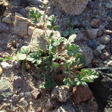 Imagem de Erodium texanum A. Gray