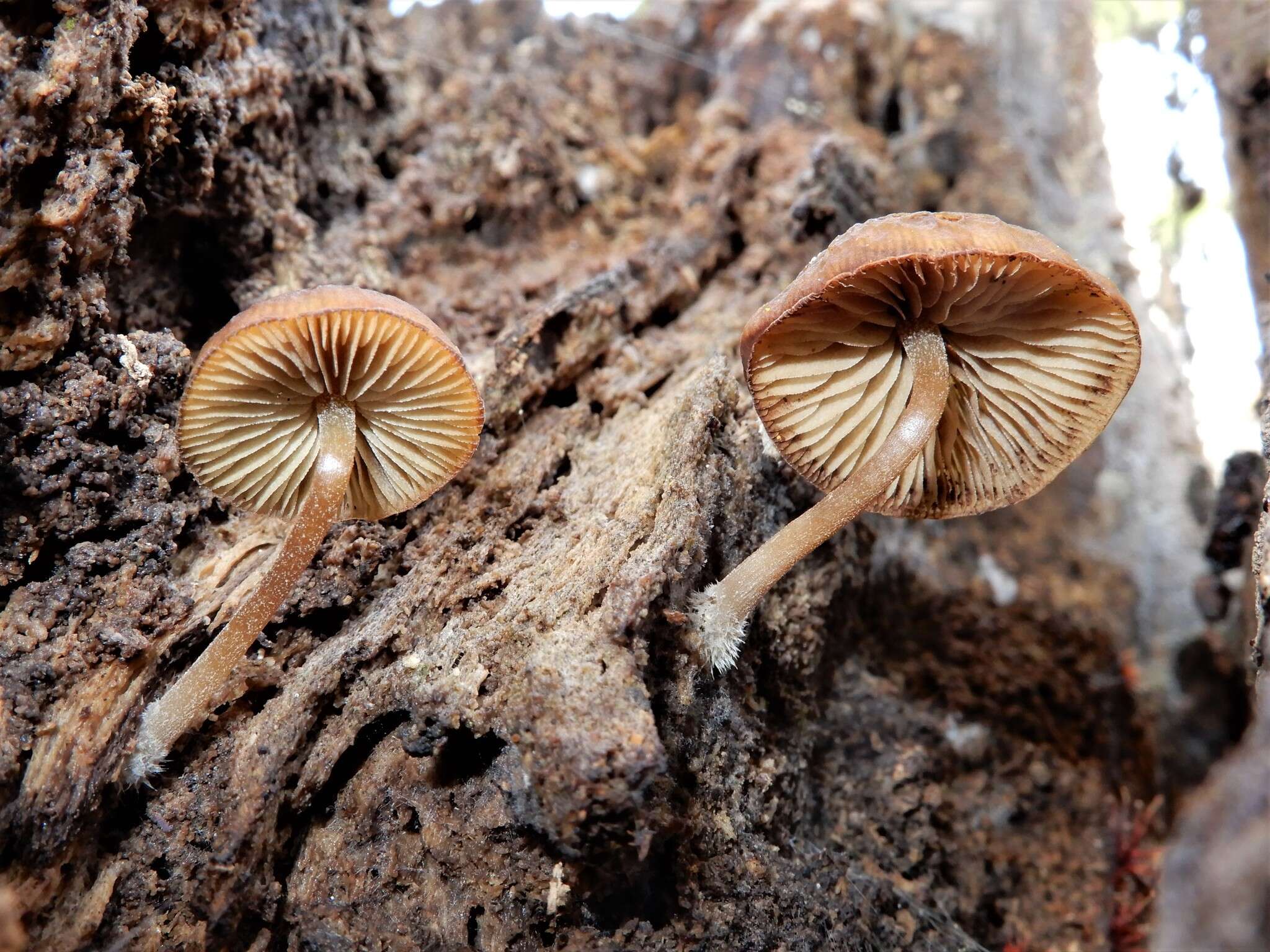 Слика од Simocybe phlebophora E. Horak 1980