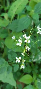 Image of Cardamine komarovii Nakai