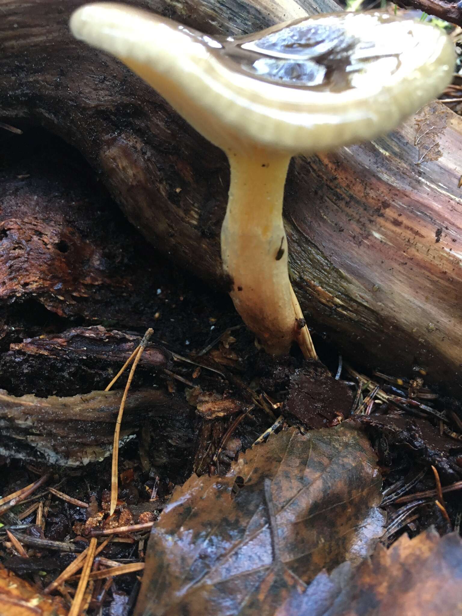 Слика од Hygrophorus hypothejus (Fr.) Fr. 1838