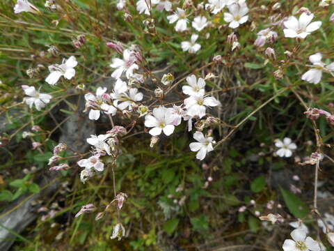 Слика од Gypsophila repens L.