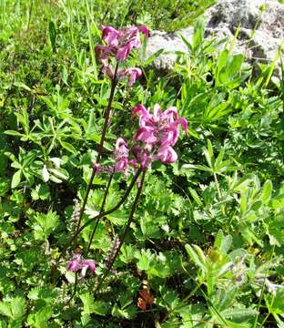 Imagem de <i>Pedicularis ornithorhynchos</i> Bentham