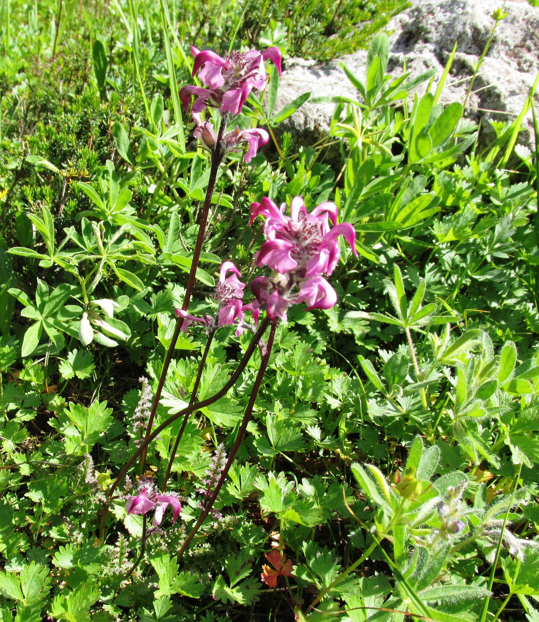 Image of <i>Pedicularis ornithorhynchos</i> Bentham