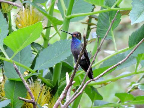 Image of Rufous-gaped Hillstar