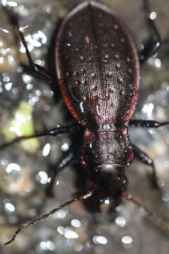 Image of Carabus (Platycarabus) irregularis Fabricius 1792