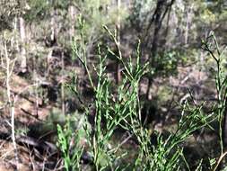 Image of Bailey's Cypress Pine