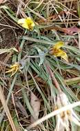 Image of Tragopogon gracilis D. Don